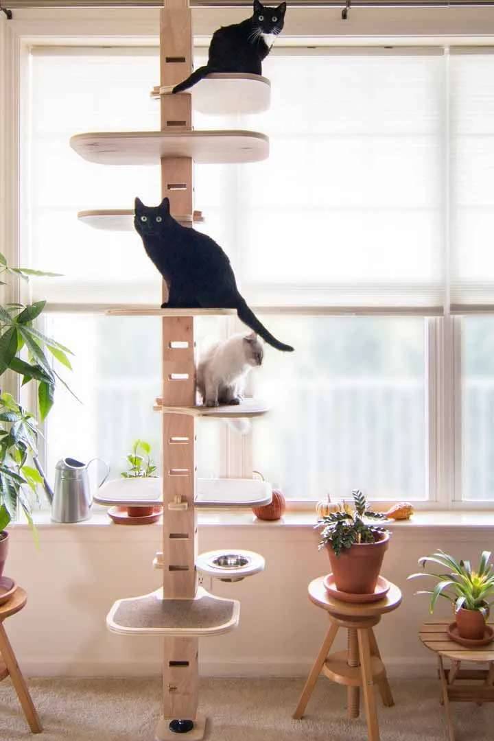 貓咪空間質感設計